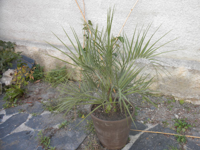 Butia capitata 10 09 11.jpg