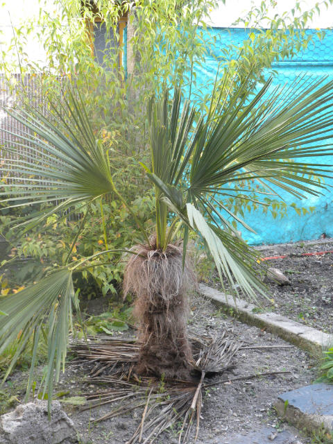 Trachycarpus fotunei2 10 09 11.jpg