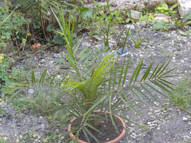 Phoenix carnariensis 10 09 11.jpg