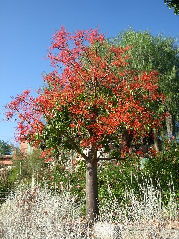 brachychiton acerifolius