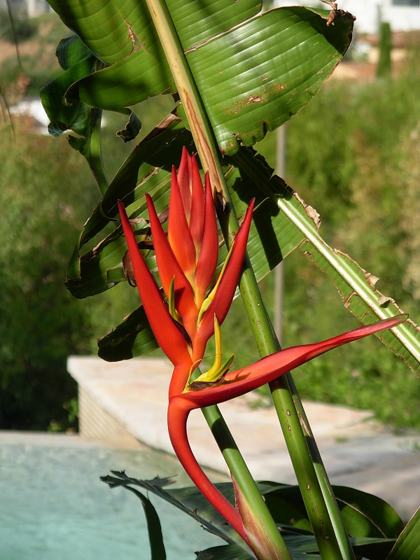 heliconia scheideana