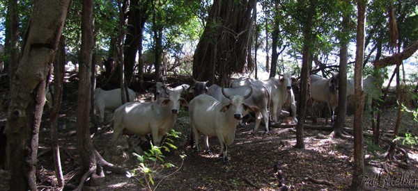 En bordure du littoral de Caritan au sud de l'île un troupeau de brahmans cherche la fraîcheur dans le sous-bois..jpg