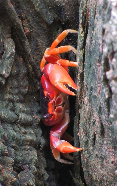 Un crabe touloulou  se réfugie entre deux troncs d'arbres dans la forêt litorale de l'Anse Trabaud dans le sud de l'île..jpg