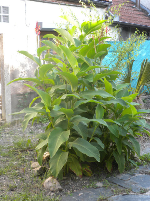 Canna 10 09 11.jpg