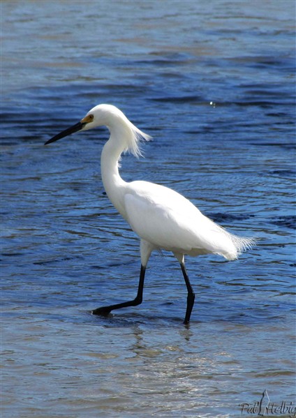 Une aigrette blanche un peu décoiffée par l'alizé sur le bord de l'étang des Salines au sud de l'île..jpg