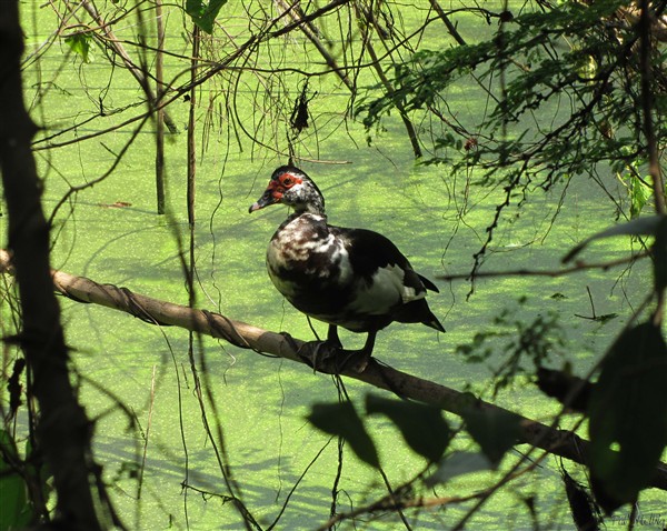 Un canard de barbarie évadé de sa basse-cour a élu domicile sur une mare en forêt litorale des Anglais..jpg