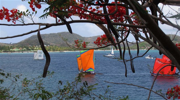 Contempler une course de yawls à l'abri d'un flamboyant,à l'entrèe du Cul de Sac Marin, le pied!.jpg