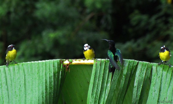 Dans mon quartier,sous la pluie,un sucrier à tête blanche (exeptionnel!) est reluqué par un colibri, alors que ses deux congénères gardent leur distance..jpg