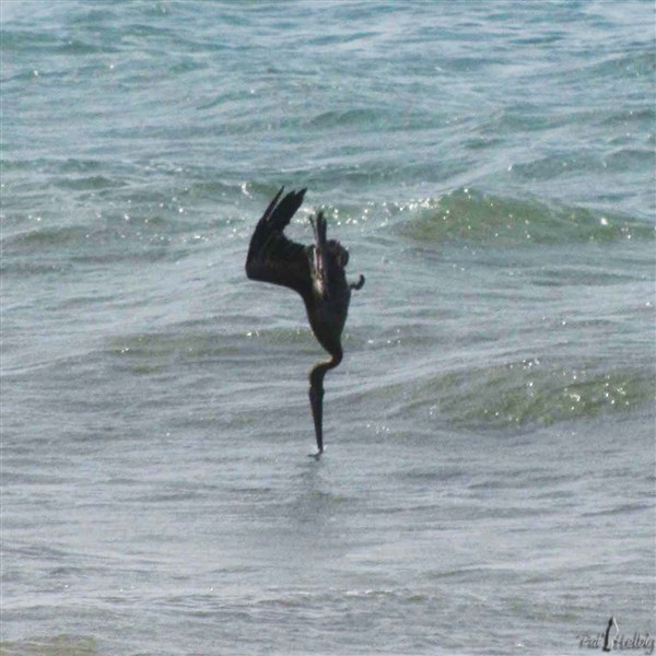 2  Basculant sur l'aile, piquant et crevant la surface en étendant le bec et le cou en avant et les ailes en arrière au dernier moment..jpg