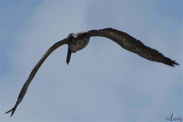 1 Vole souvent en ligne avec des battements d'ailes majestueux et lents, en hauteur ou au raz de l'eau, cou replié et tête posée entre les ailes..jpg
