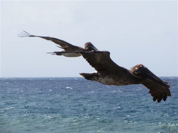 Le Pélican brun est revenu sur la côte caraïbe depuis 8 ans, il avait été décimé par une chasse intensive, sa graisse ayant eu la réputation d'être un remède puissant pour les douleurs..jpg