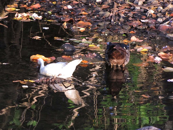 Deux canards fouillent la vase en bordure du marigot de l'Anse Noire.jpg