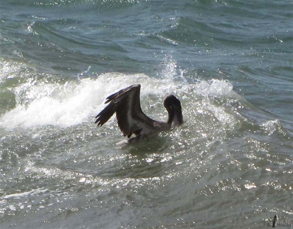 4 Il remonte comme un bouchon, avec la poche remplie d'eau qu'il évacue, bec fermé, gardant le ou les poissons qu'il avale en relevant le bec vers le haut..jpg