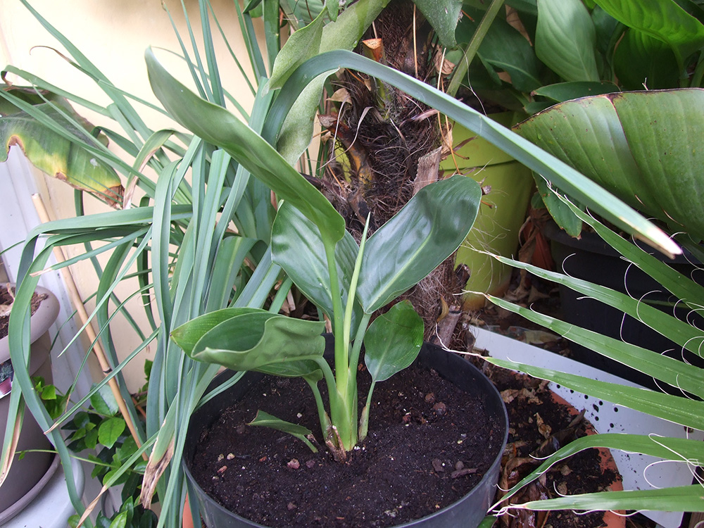 Le strelitzia reginae, ne vous fiez pas trop à l'image, il parait déjà un peu grand mais en fait il n'est pas bien haut, ma main a côté aurait paru gigantesque.