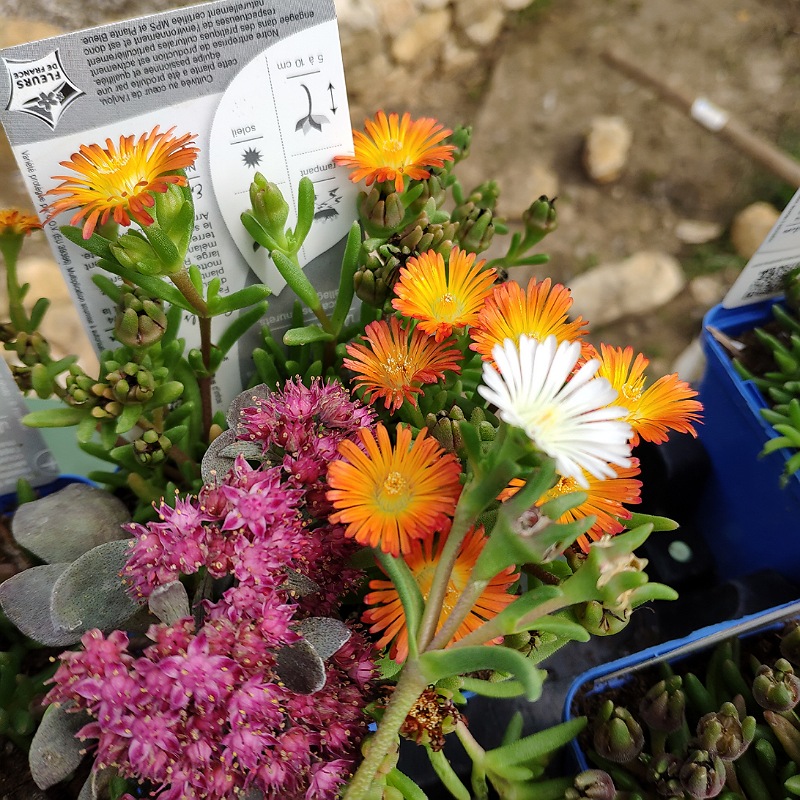 Petites fleurs pour la rocaille ! Dont la jolie couleur du délo !