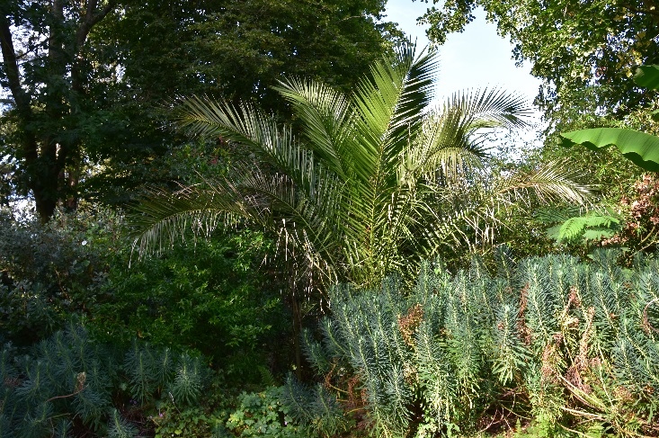 3 - Phoenix canariensis.jpg