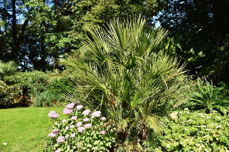 6 - Chamaerops humilis 750.jpg