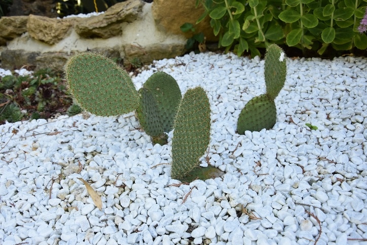 14 - Opuntia boutures 750.jpg