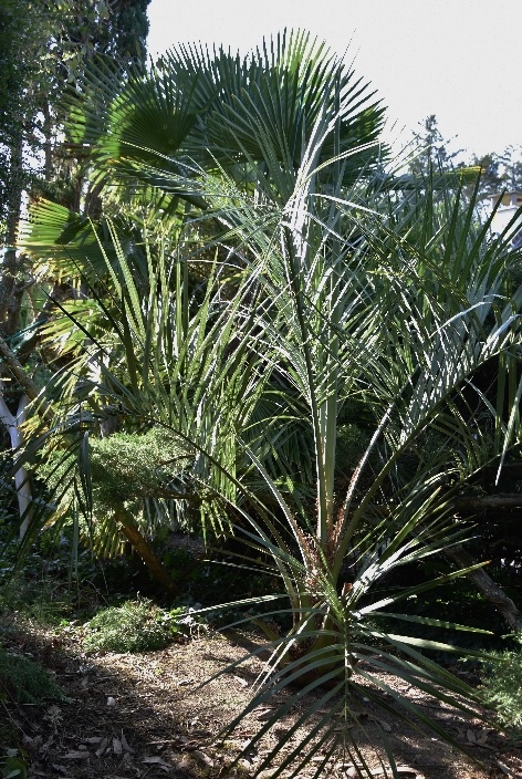 16 - Butia 750.jpg