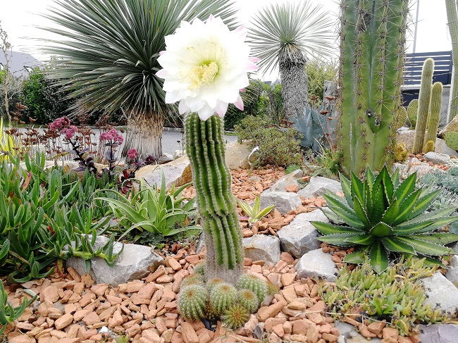 floraison trichocereus  schickendantzii