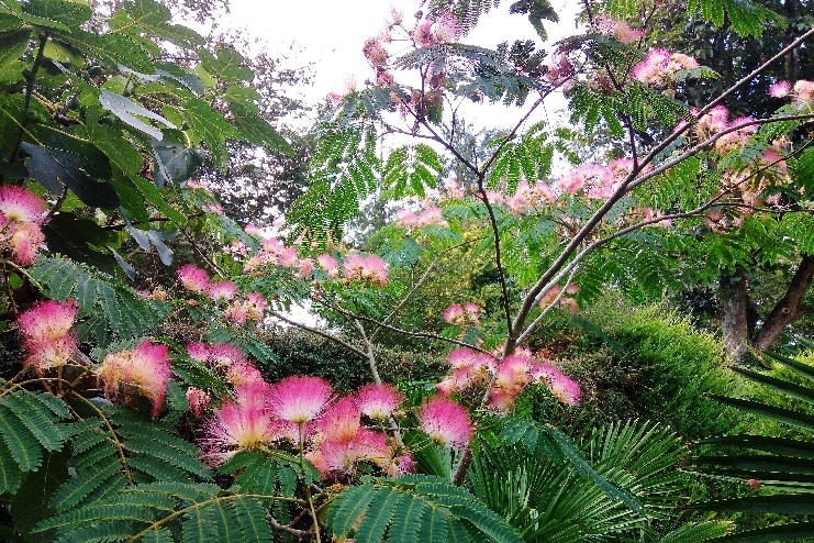 25 - Albizia.jpg 750.jpg