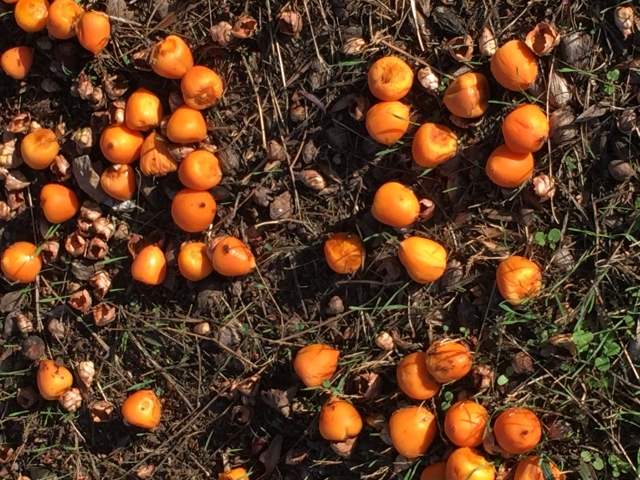 Les fruits au pied du palmier