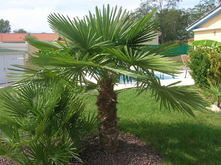 2nd Trachycarpus fortunei en pleine forme et plus agée