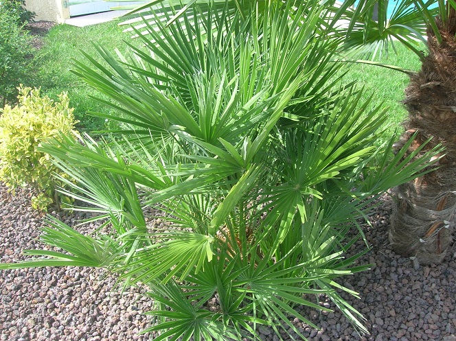 Chamaerops humilis