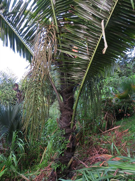 L'Arenga pinnata, planté en avril 2012,depuis deux semaines, n'arrête pas de développer de nouvelles inflorescences.jpg