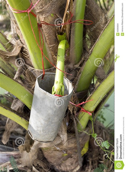 Une photo explicite (sur internet) de la récolte de la sève en coupant le jeune pédoncule sur un cocotier..jpg