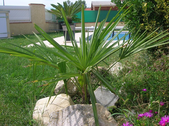 Trachycarpus fortunei