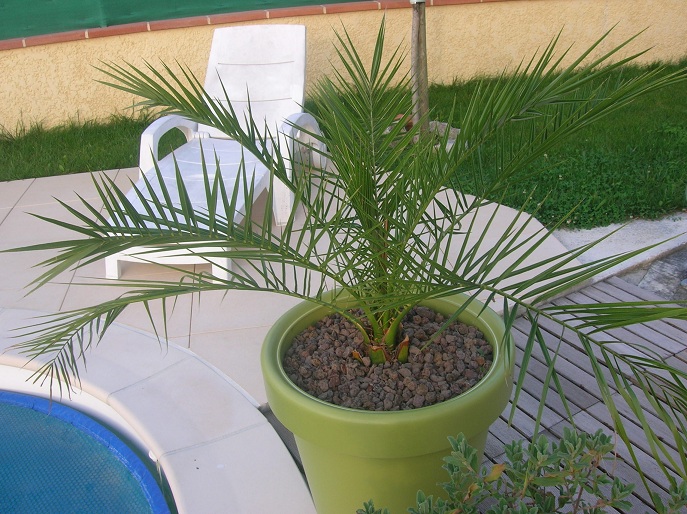 Phoenix canariensis