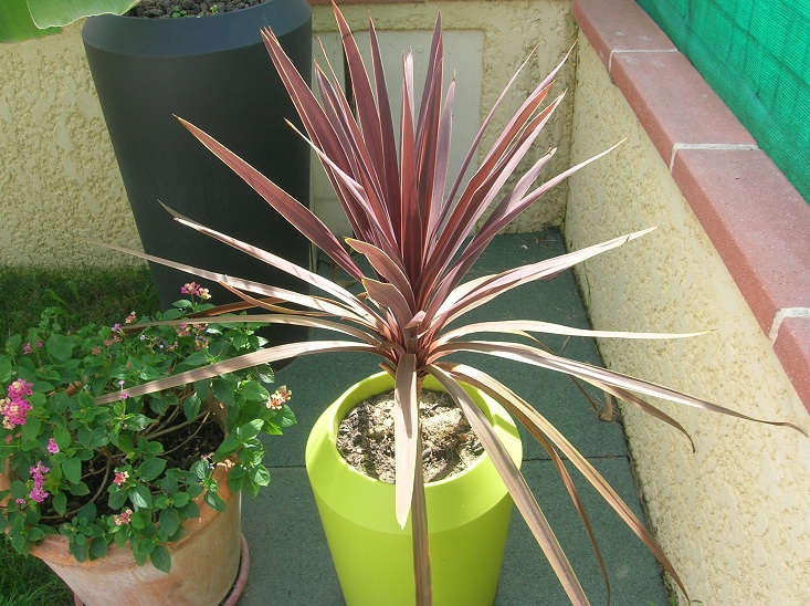 encore un yucca dont je ne connais pas le nom