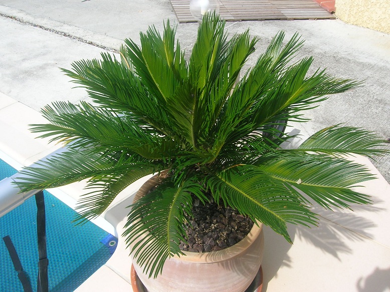 Cycas revoluta