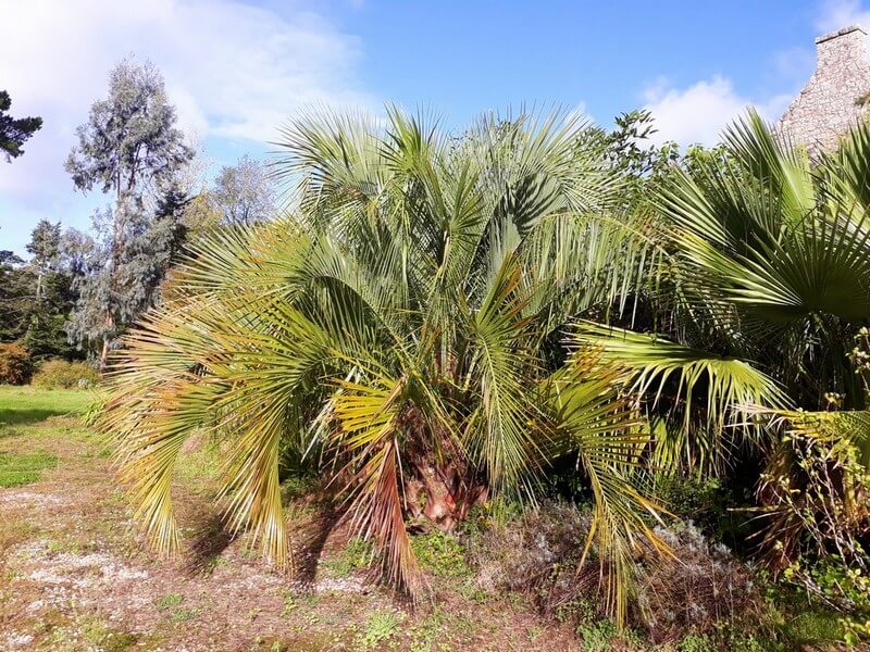 butia eriospatha.jpg