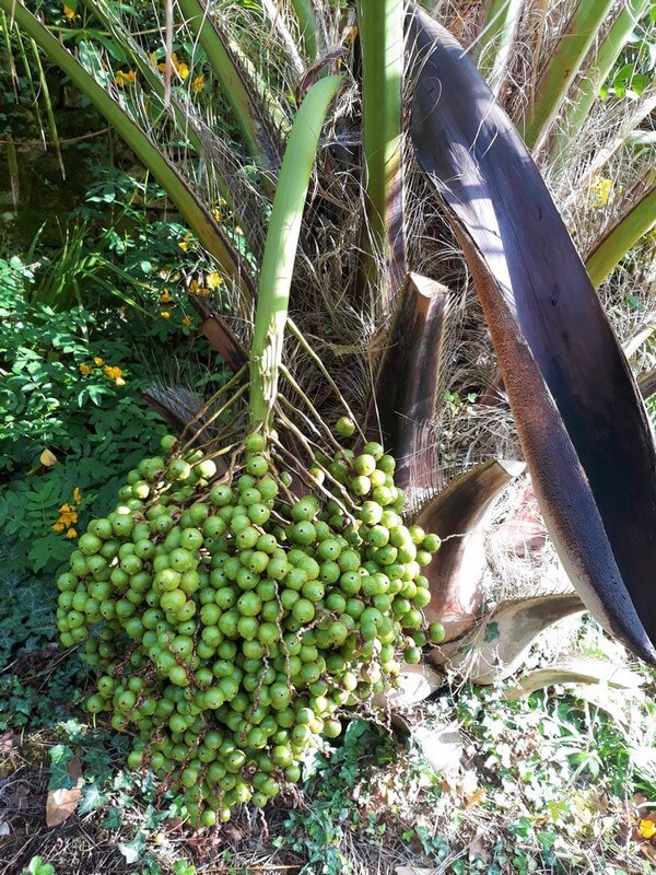 fruits butia laineux.jpg