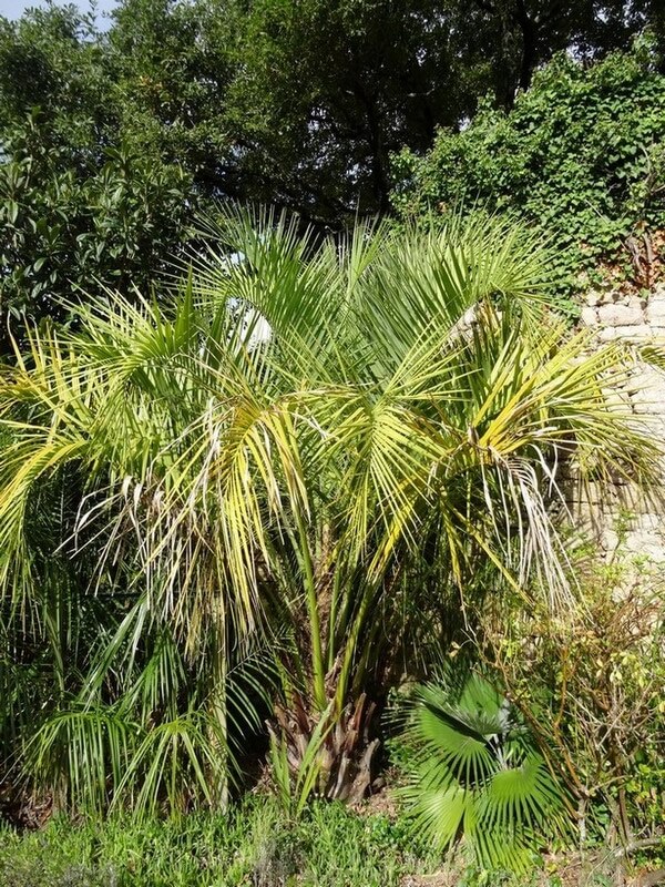 butia odorata.JPG