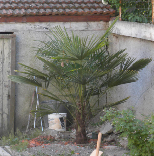 Trachycarpus fortunei 23 04 11.jpg