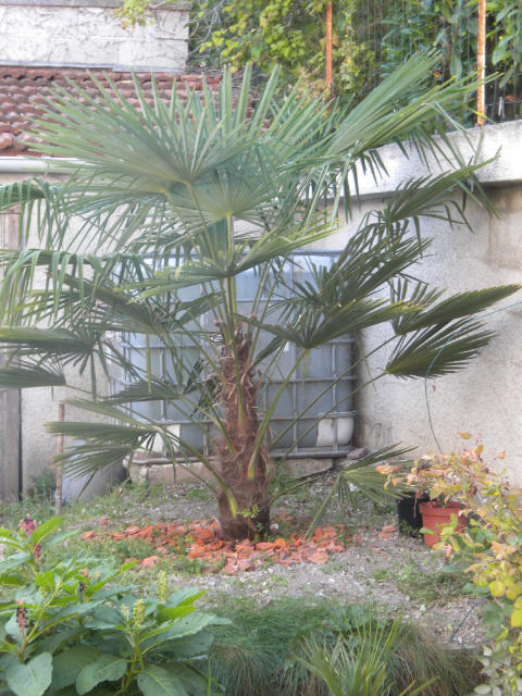 Trachycarpus fotunei 10 09 11.jpg