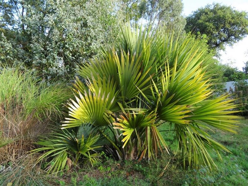 bermudana planté en 1998 a rampé pendant 10 ans avant de se décider à épaissir. Un petit minor planté plus recemment à gauche