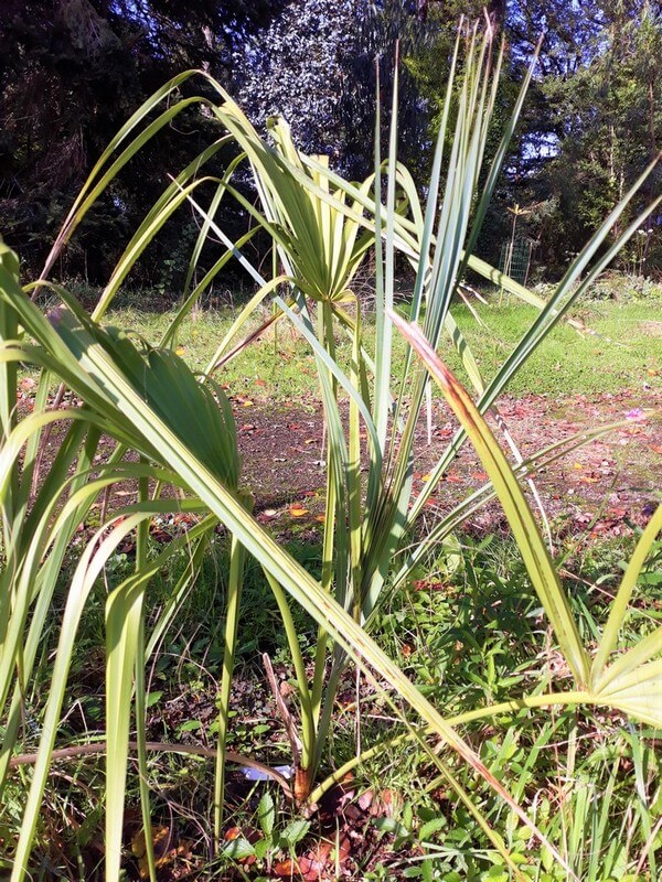 Sonoran palmetto pas encore installé pousse très très lente,par contre gardé sous tunnel il produisait 3 feuilles/an