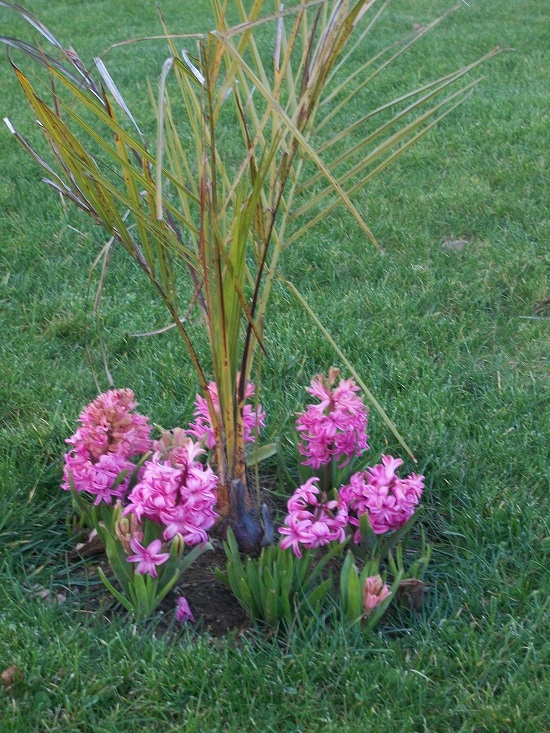 jacinthe au pied du jubea chinensis 2013.JPG