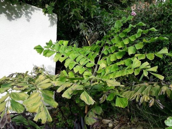 Caryota ochlandra: une seule nouvelle palme mais de taille