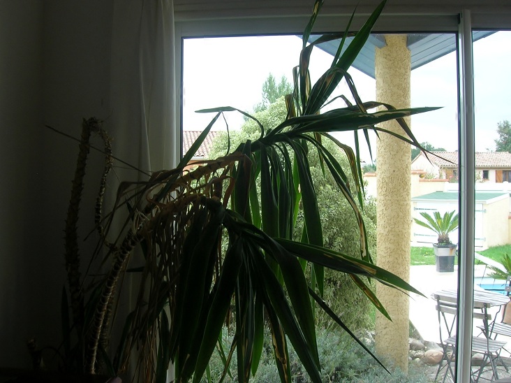 yucca pas en forme