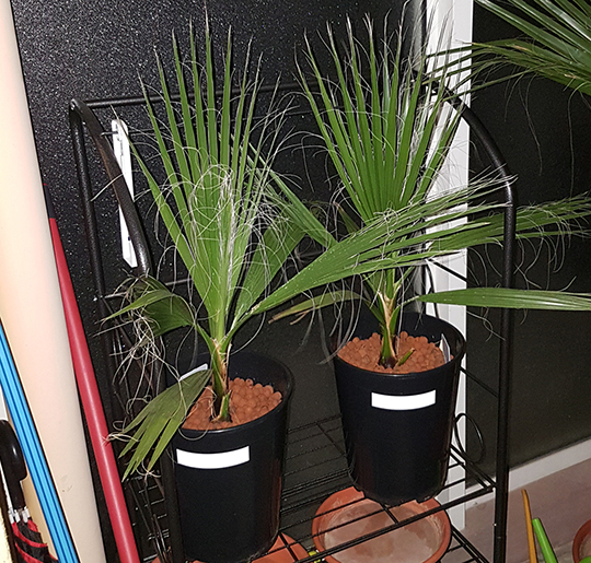 Washingtonia Decembre.jpg