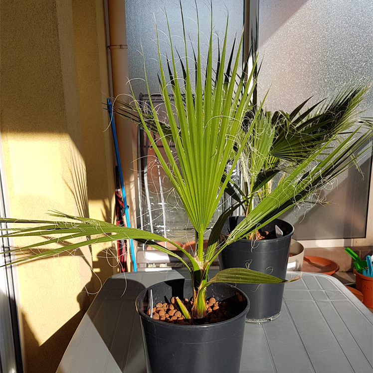 Washingtonia.jpg