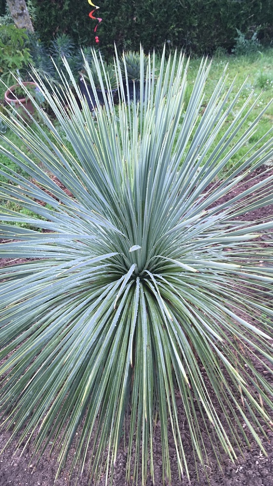 yucca linearifolia hybride 4 REDIM.jpg