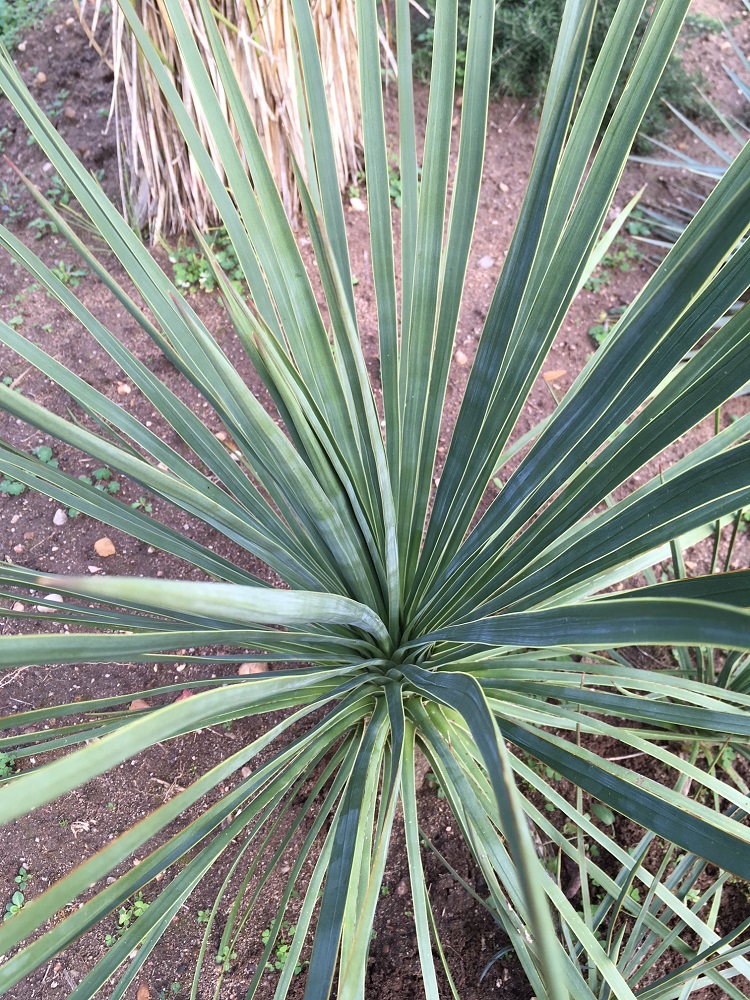 yucca aloifolia x yucca elata.jpg