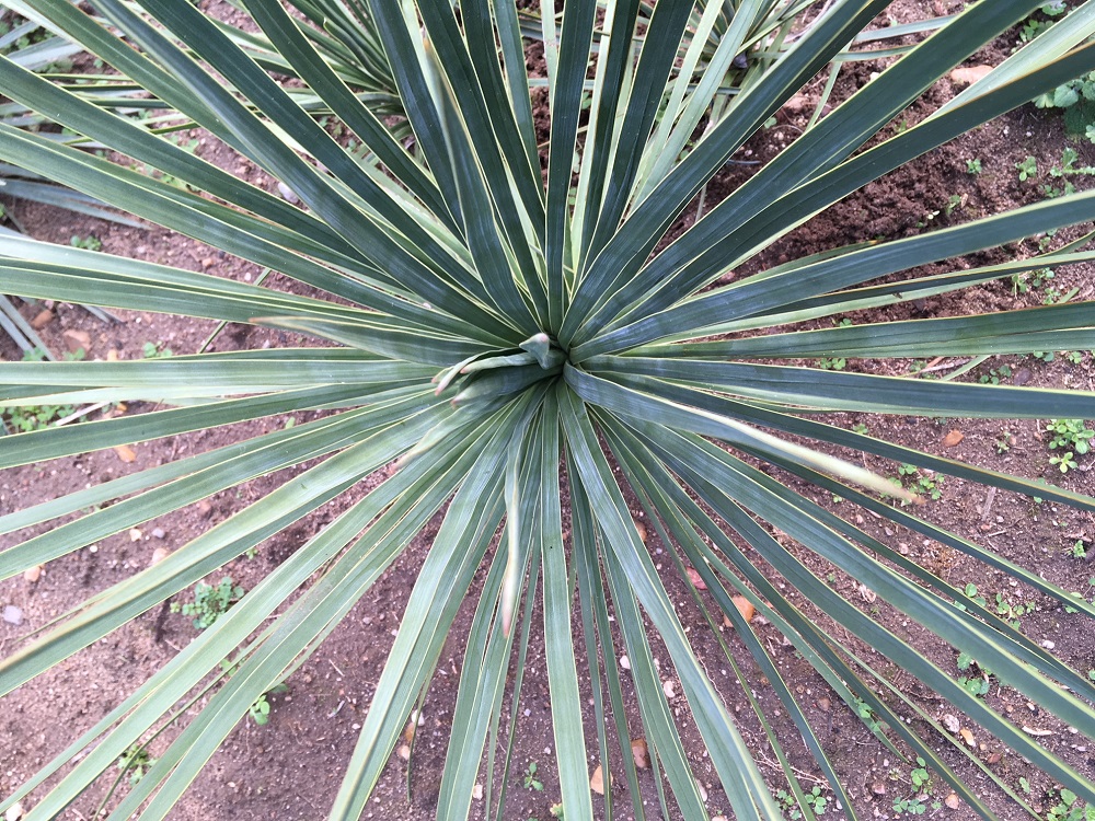 yucca aloifolia x yucca elata 2.jpg