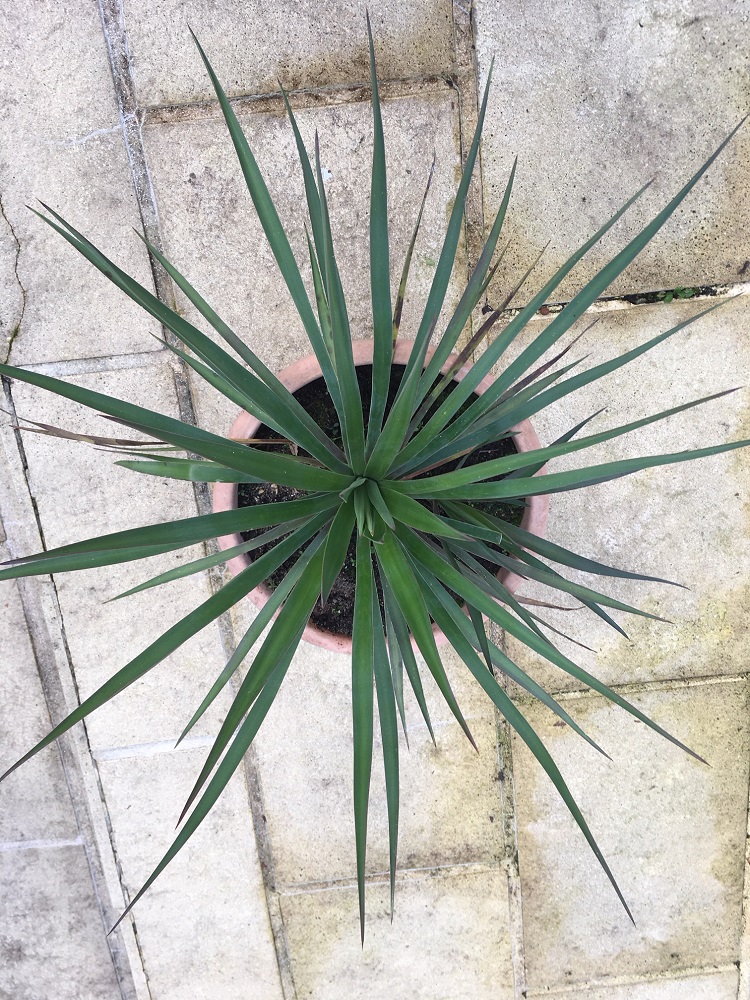 Yucca aloifolia x yucca gloriosa.jpg